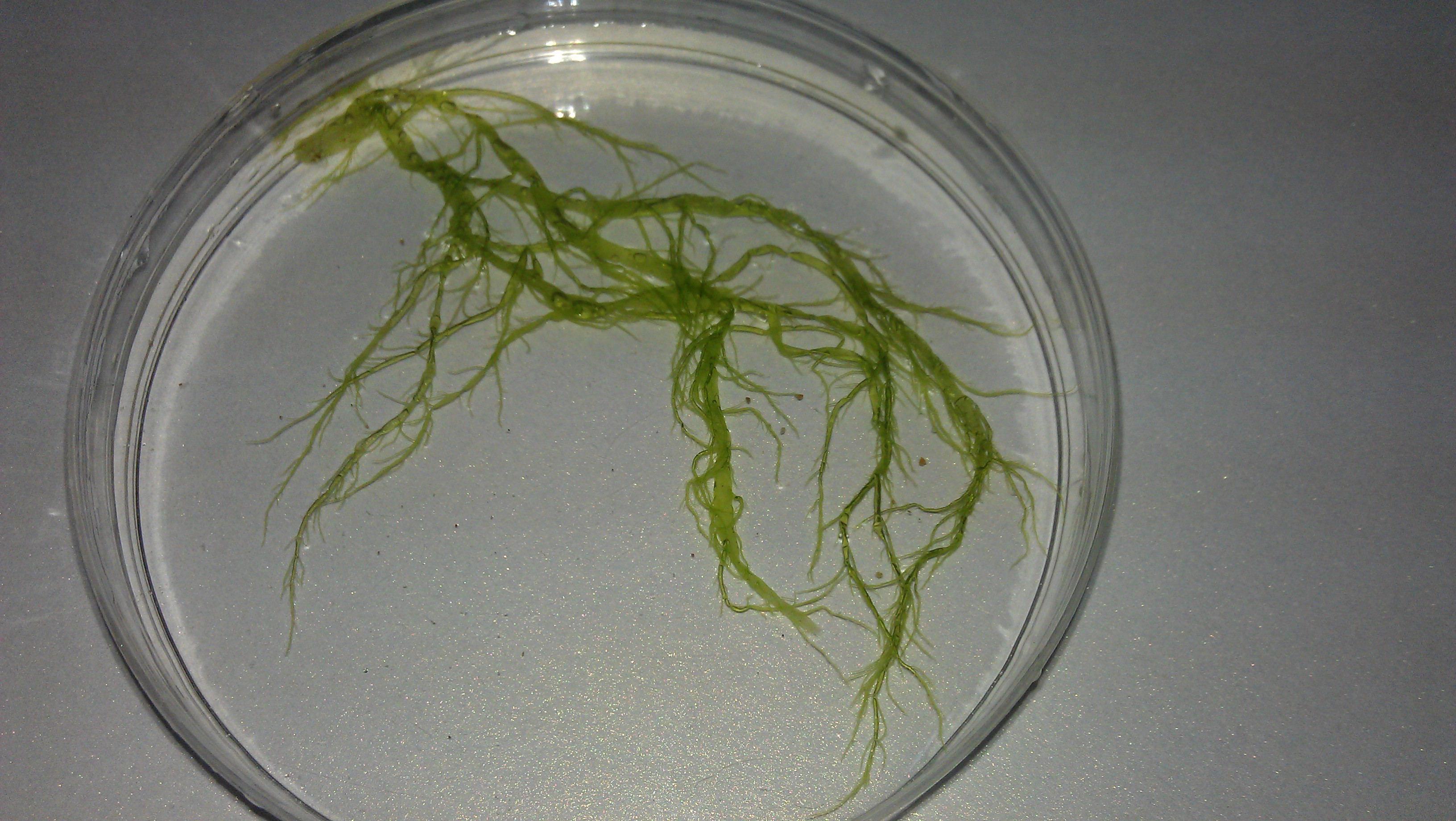 agardh,1883))是石莼科,浒苔属 a target="_blank" href="/item/藻类