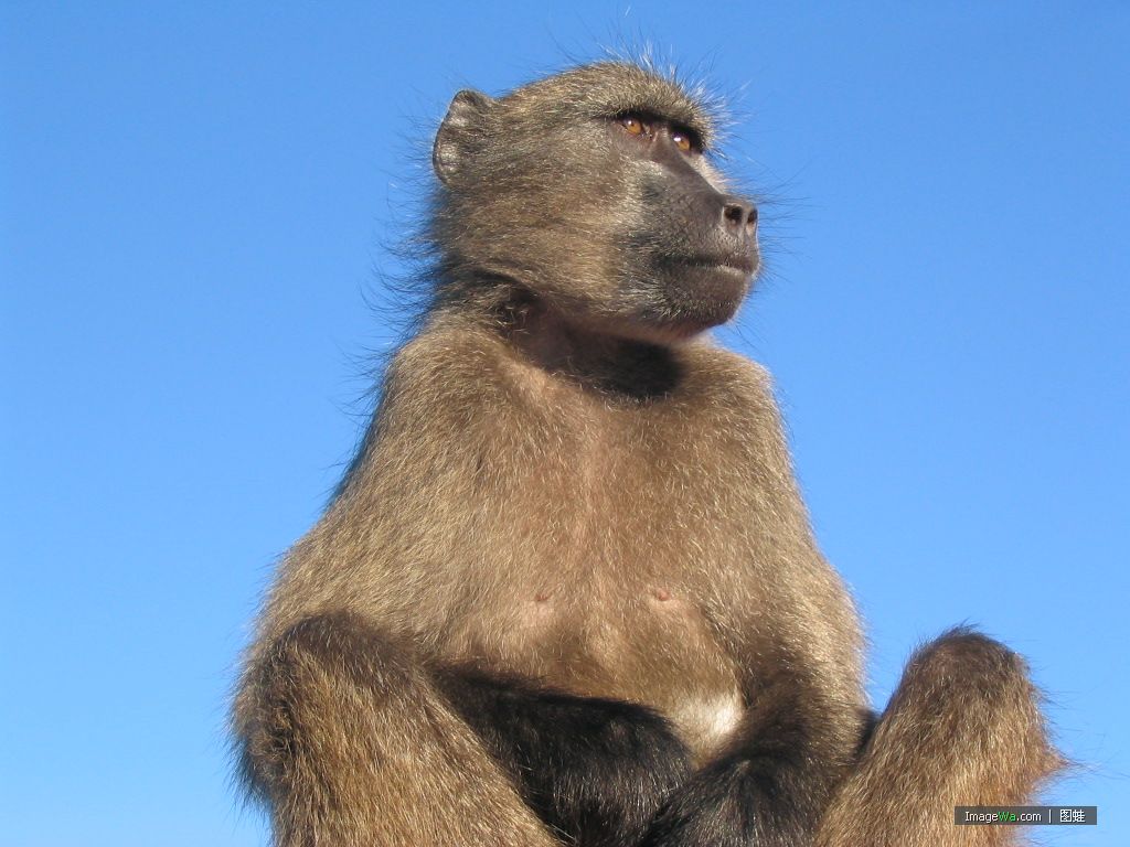  p>几内亚狒狒(学名: i>papio papio /i>):在同属中是体型较小的 a