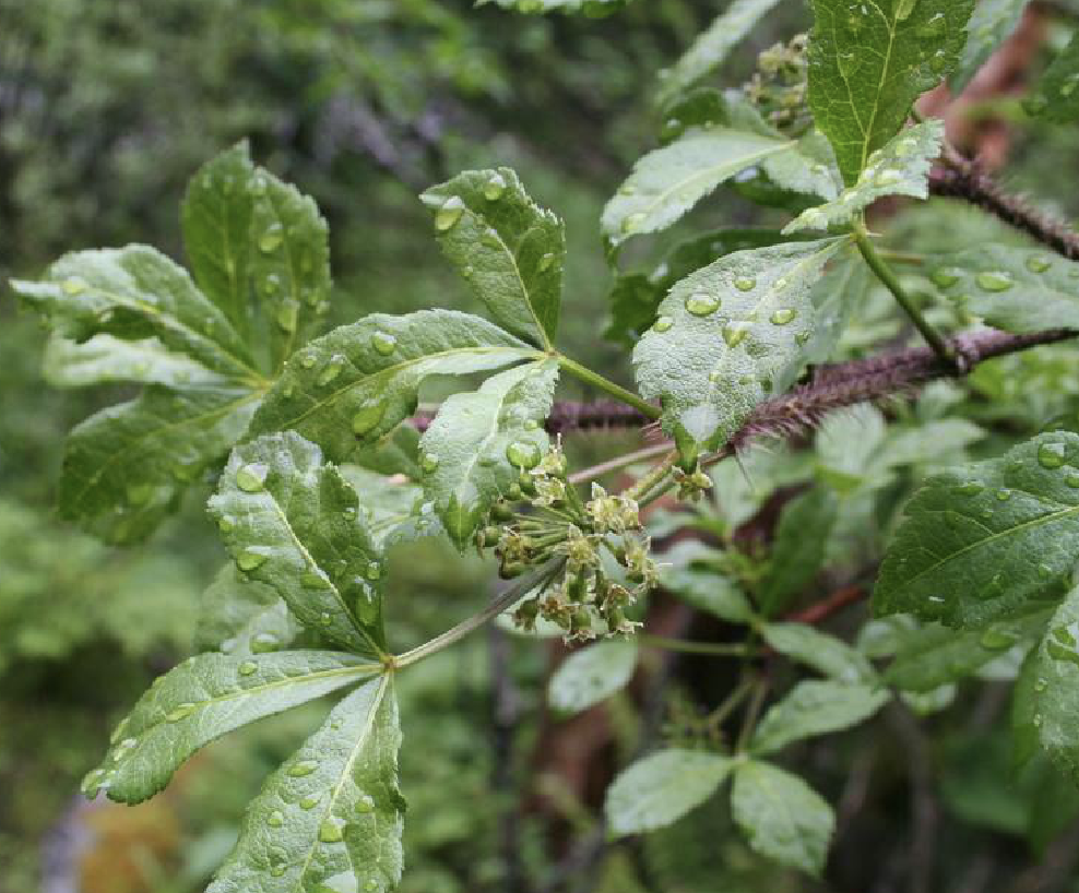  p>红毛五加(学名: i>eleutherococcus /i>  i>giraldii /i> (harms)