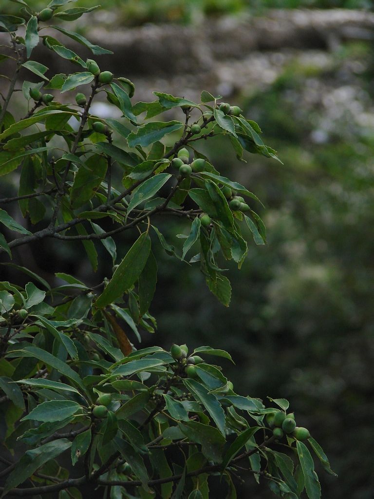  p>青冈属(学名:cyclobalanopsis oerst.)常绿乔木,稀灌木.