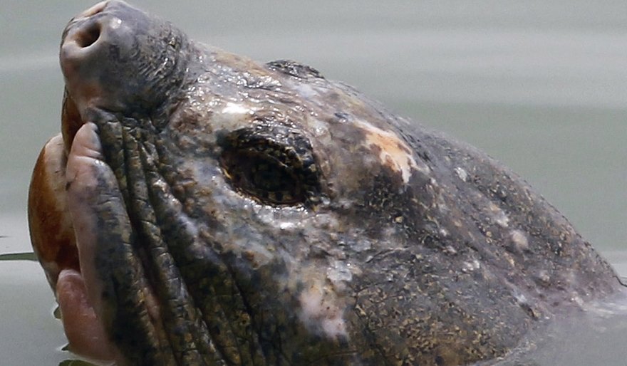  p>斑鳖(学名: i>rafetus swinhoei /i>):又名 a target="_blank"