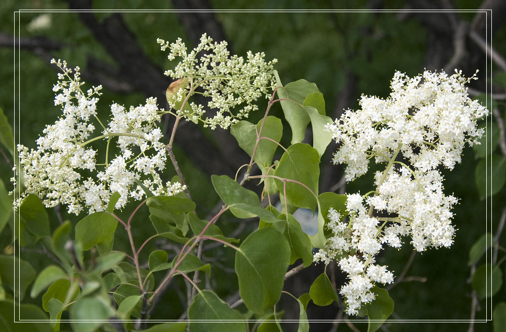  p> b>暴马丁香 /b>(学名: i>syringa reticulata /i> (blume) h.