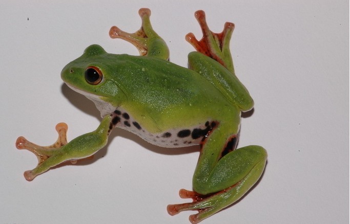  p>莫氏树蛙(学名:rhacophorus moltrechti)是台湾浅山地区最常见的