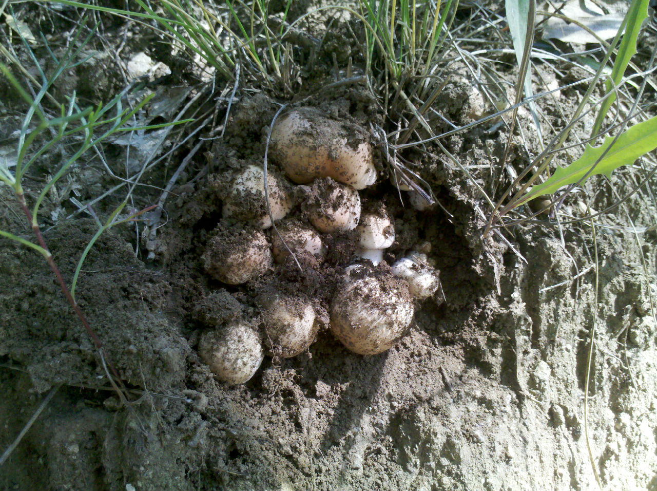 agaricus haemorrhoidarius schw. et kalchbr.