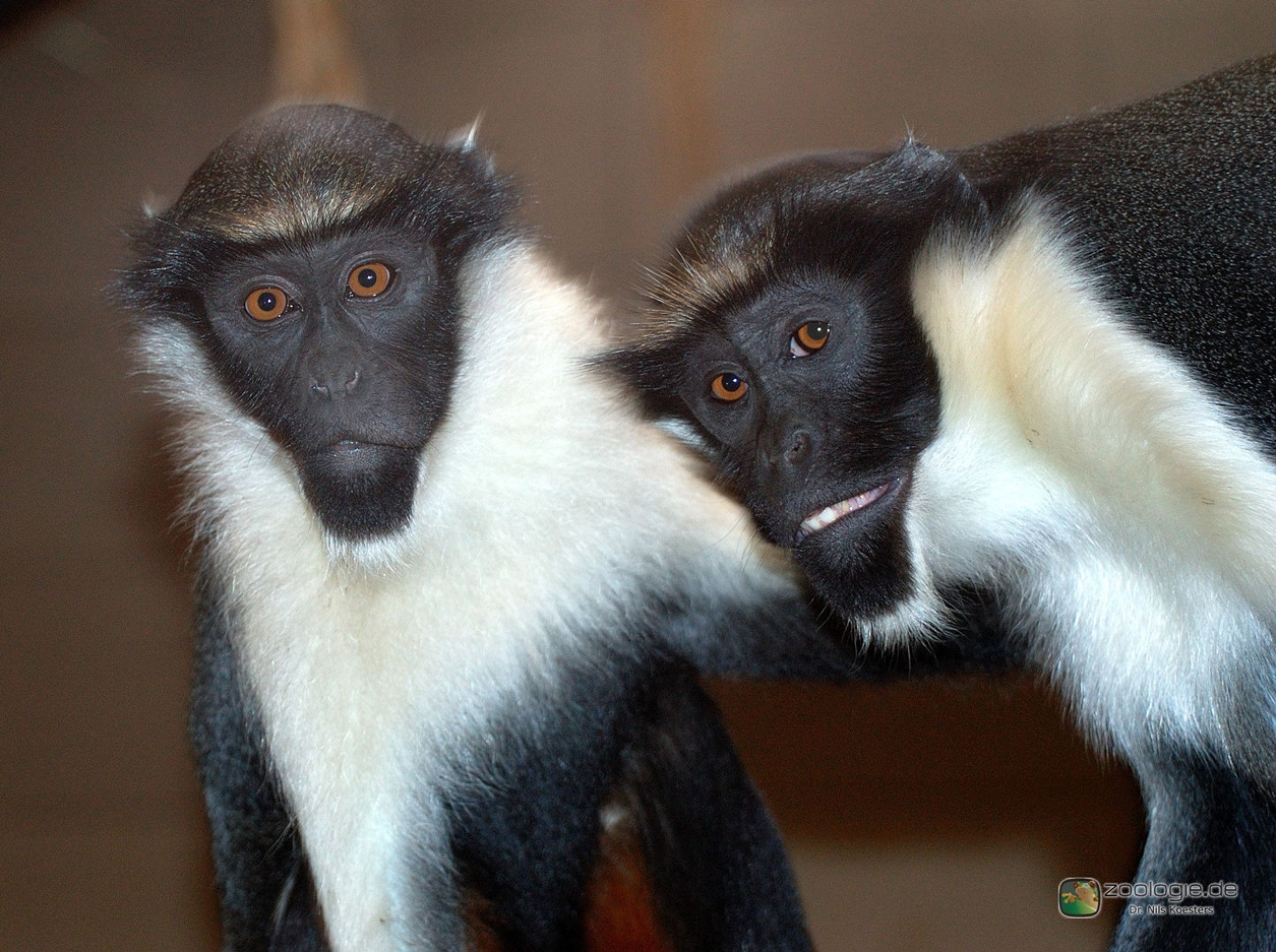  p>戴安娜须猴,英文名:cercopithecusdiana.