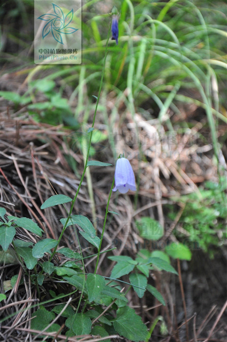  p>宁夏沙参〔拉丁学名: i>adenophora ningxianica /i> hong〕桔梗科