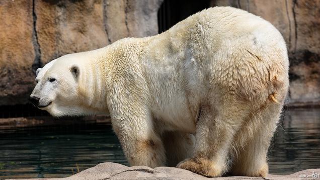  p>北极熊(拉丁学名: i>ursus maritimus /i>),是 a target="_blank"