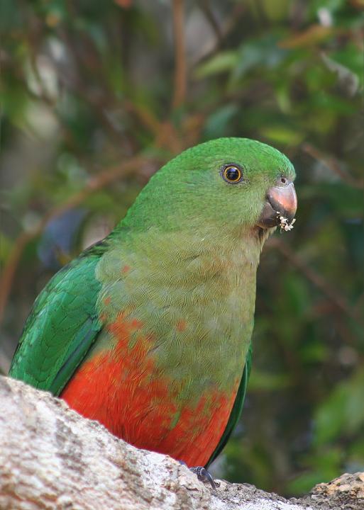  p>澳洲国王鹦鹉(学名: i>alisterus scapularis /i>)是 a href="#">