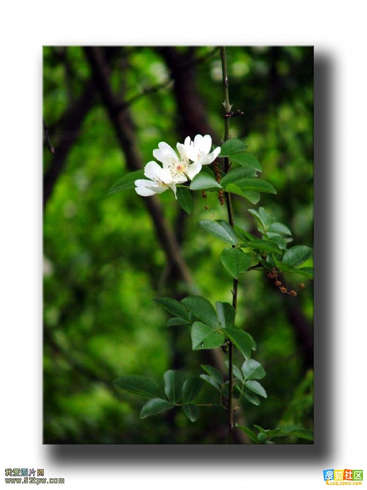  p data-id="gn98tpjozl">娑罗双( i>shorea robusta /i> c. f.