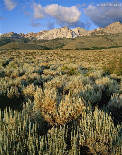 artemisia campestris