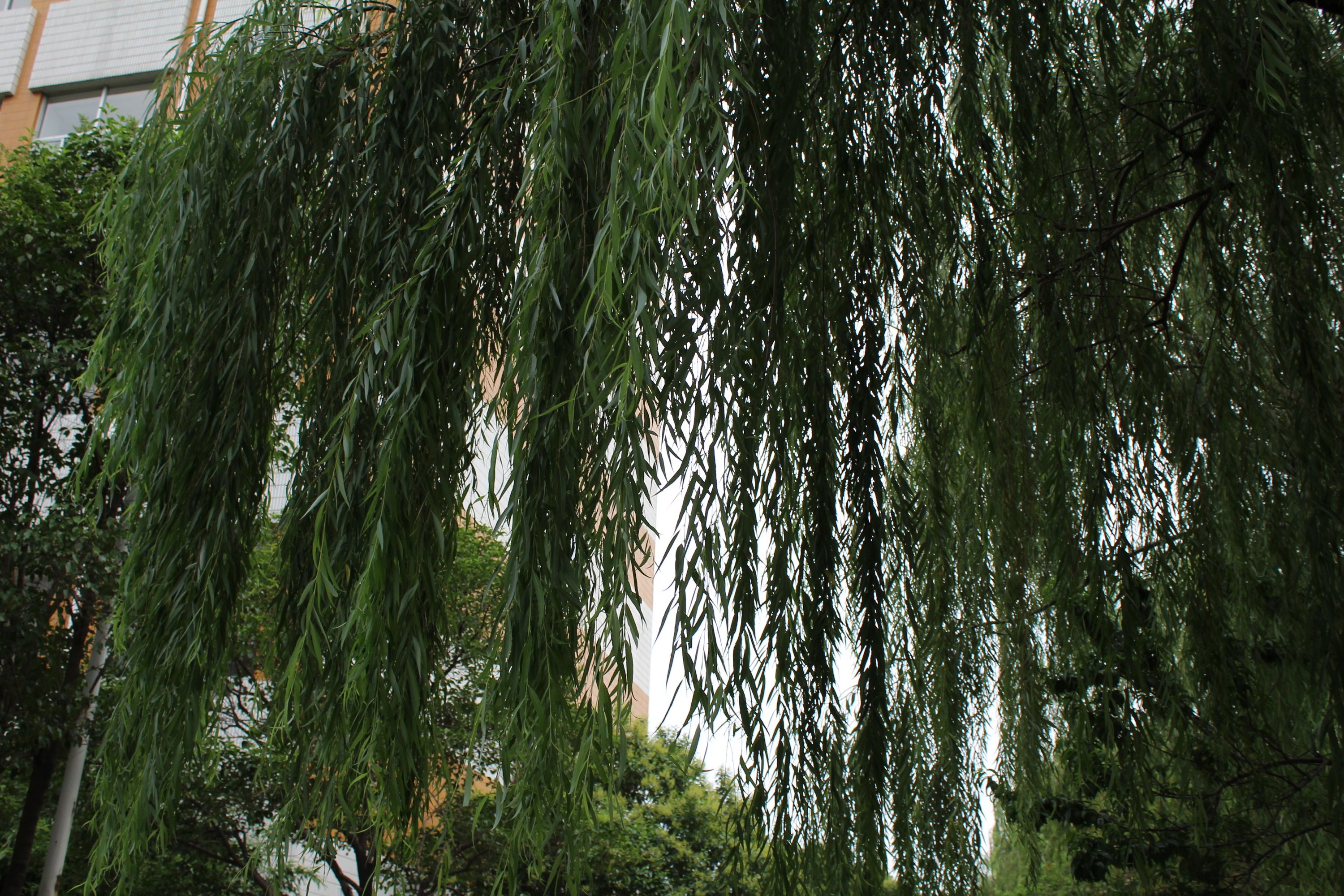  p>垂柳(学名: i>salix&nbsp;babylonica /i>&nbsp;l.