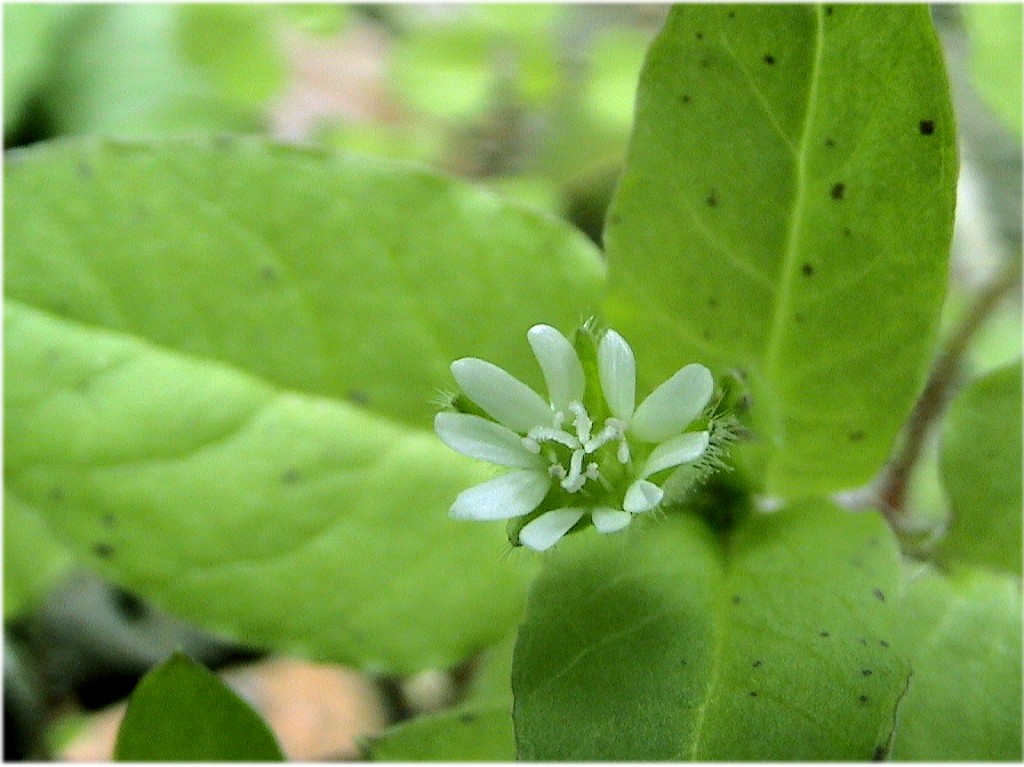  p>荷莲豆草(学名:drymaria diandra blume)是 a target="_blank"