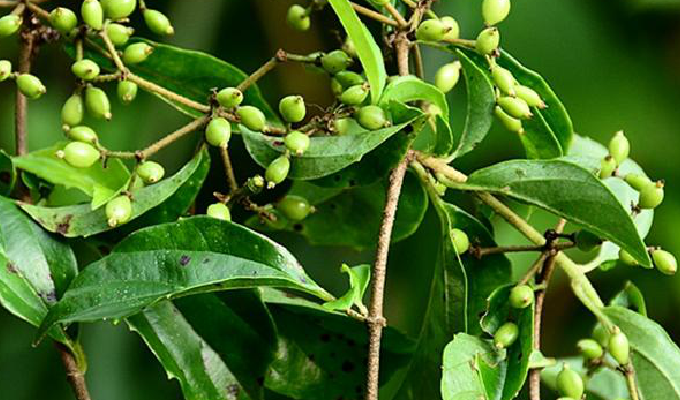  p>直角荚蒾是 a target="_blank" href="/item/臭荚蒾/8915382" data