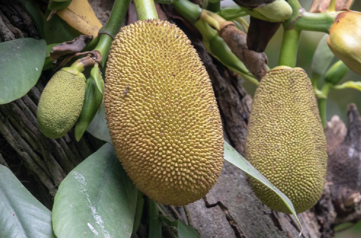  p>波罗蜜(学名: i>artocarpus heterophyllus /i> lam.