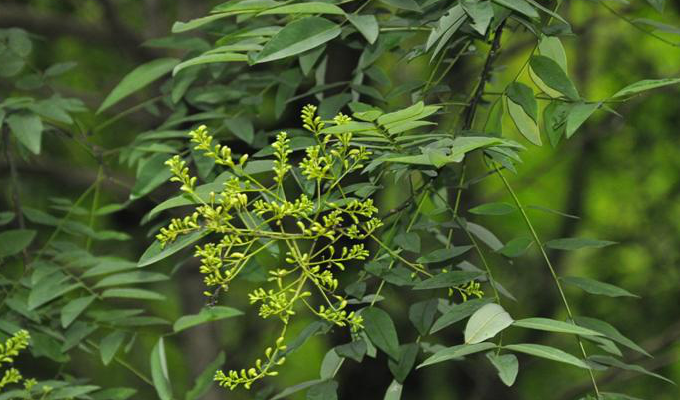  p>香槐属(拉丁学名:cladrastis rafin.