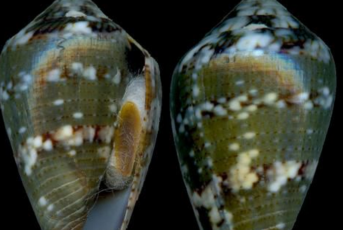  p>格氏芋螺是 a>新腹足目 /a> a>芋螺科 /a>的 a href="#" data