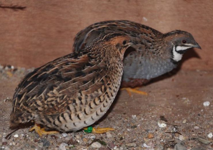 蓝胸鹑东澳亚种