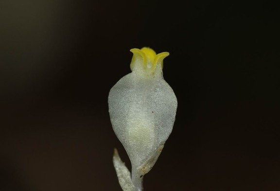 为水玉簪科植物水玉簪 i>burmannia /i> i>  /i> i>disticha /i> l.