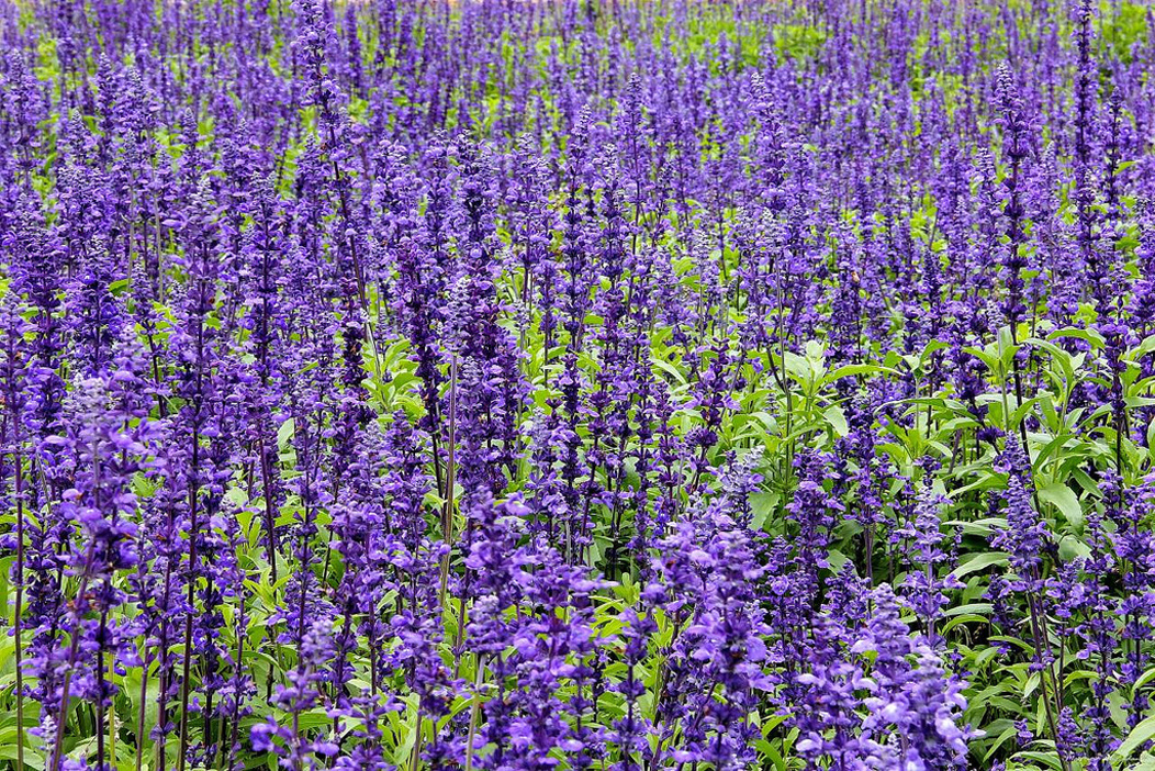  p>鼠尾草(学名: i>salvia japonica  /i>thunb.