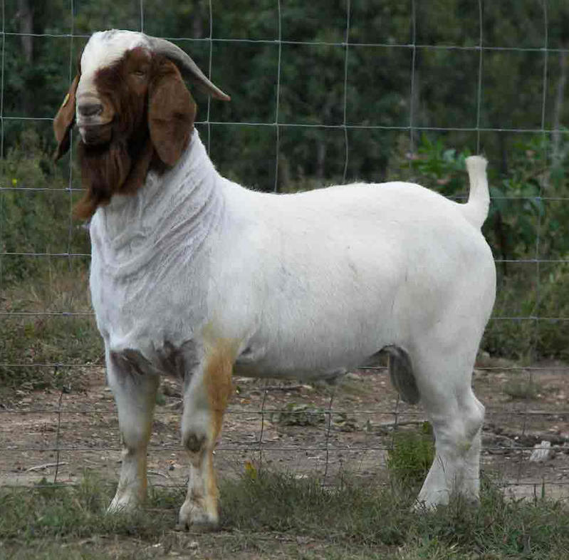 ="go0bnzcs28"> a target="_blank" href="/item/萨能奶山羊/9238575"