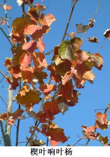  p>楔叶响叶杨,本变型与响叶杨(原变型)主要区别在于叶基部楔形. /p>