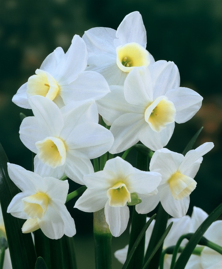  p>多花水仙(学名: i>narcissus tazetta /i> l.