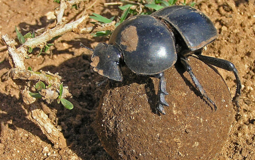 前足为开掘足,后足靠近腹部末端,距离中足较远,后足胫节有一个端距.