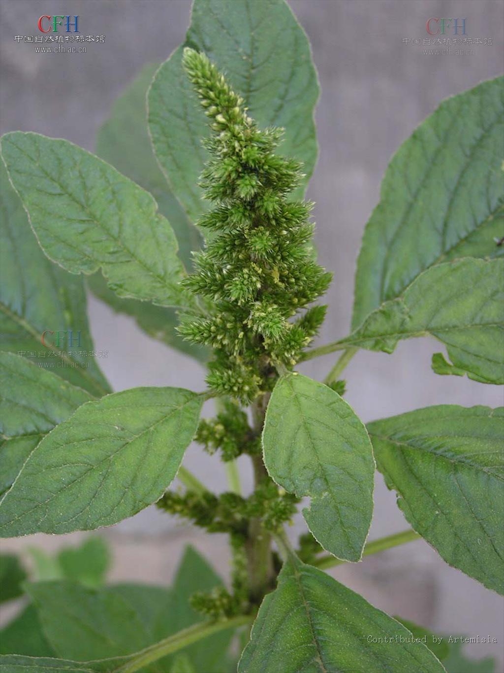  p>绿穗苋(学名: i>amaranthus hybridus /i> l.