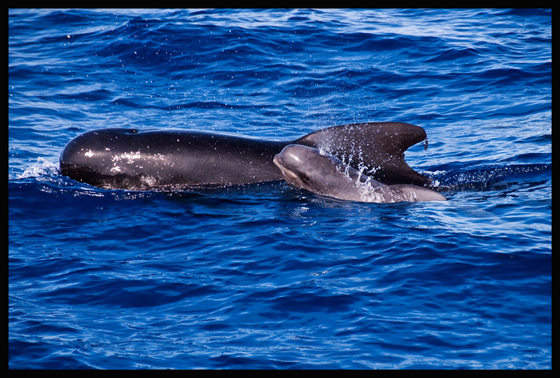 long-finned pilot whale
