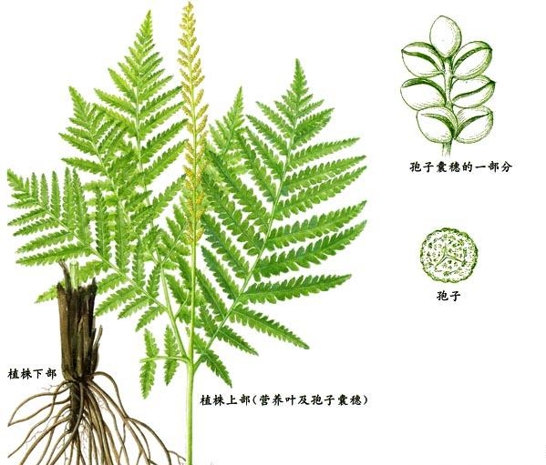  p>长根假毛蕨(学名: i>pseudocyclosorus canus /i> (bak.) holtt.