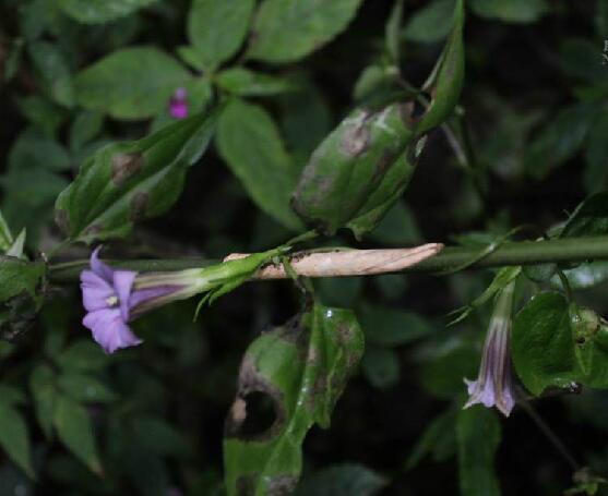  p>峨眉双蝴蝶(学名: i>tripterospermum cordatum /i> (marq.) h.