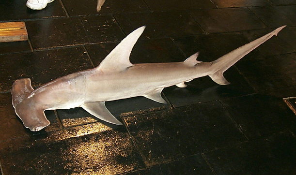  p>无沟双髻鲨(学名: i>sphyrna mokarran /i>)是双髻鲨科,双髻鲨属的