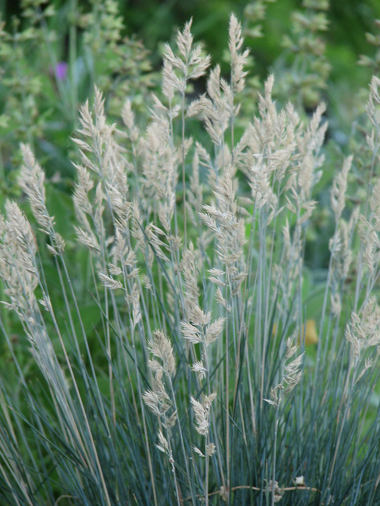 class="ref" data-ctrid="tb5k3gykrbwi">羊茅草是禾本科羊矛属的