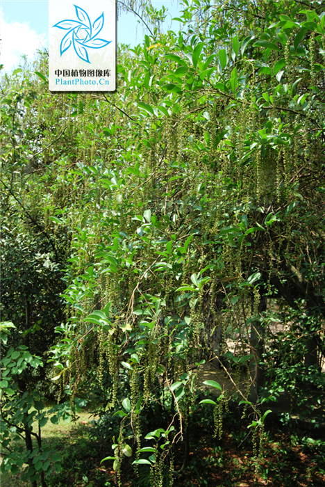  p>滇鼠刺  a href="#" data-lemmaid="6492068">昆明植物研究所 /a>