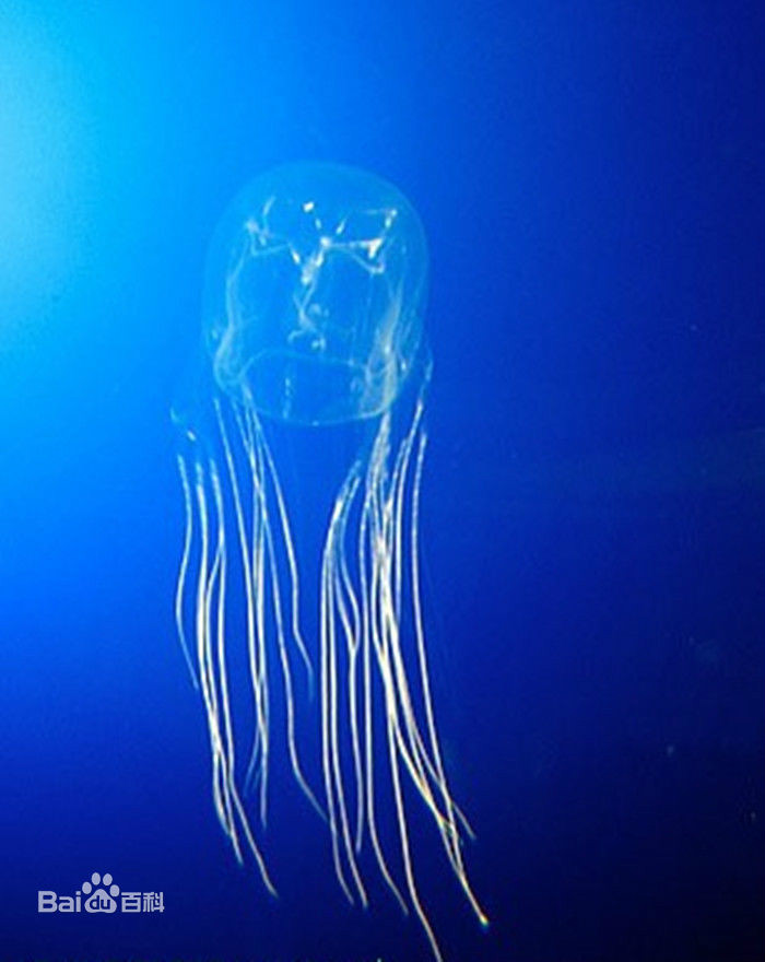 澳大利亚方水母