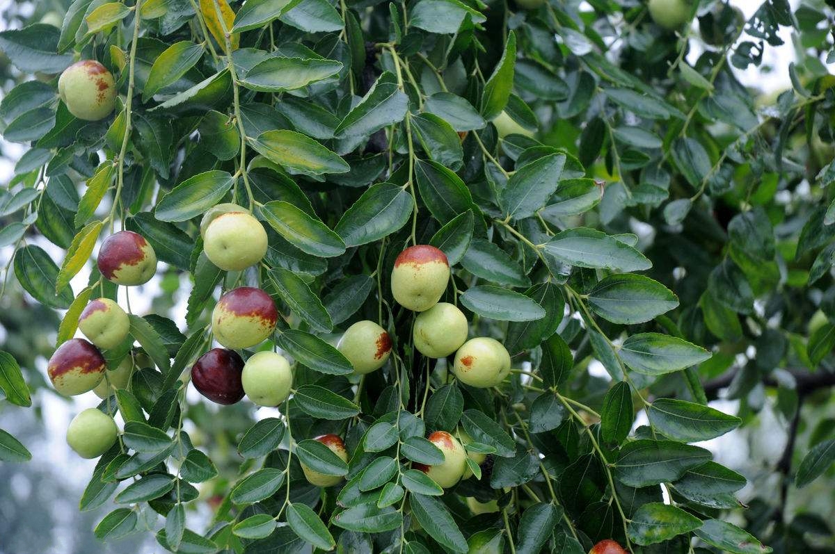 茌平圆铃大枣