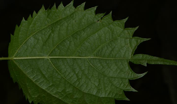  p>艾麻(学名: i>laportea cuspidata  /i>(wedd.