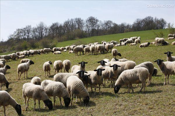  p data-id="gnbthcdysu">山绵羊,是由山羊和绵羊杂交而成的混血羊.