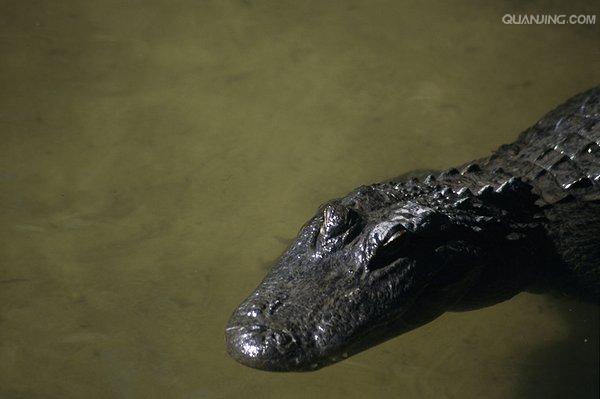  p>美国短吻鳄(学名: i>alligator mississippiensis /i>),又称密河鳄