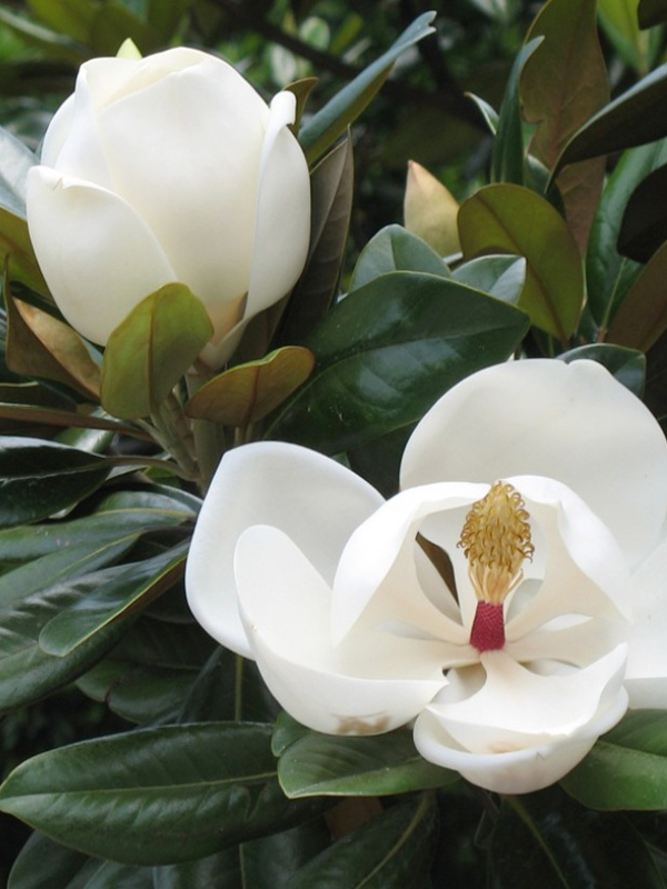 广玉兰的别名叫什么的简单介绍