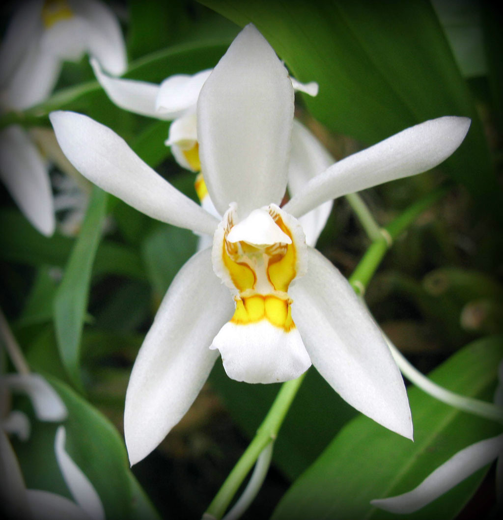  p>狭瓣贝母兰(学名: i>coelogyne punctulata /i>  lindl.