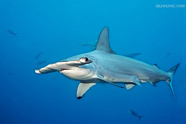  p>路氏双髻鲨,学名: i> /i> i>sphyrna lewini /i> (griffith et