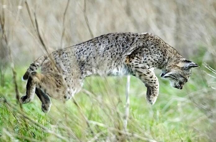 短尾猫加利福尼亚亚种