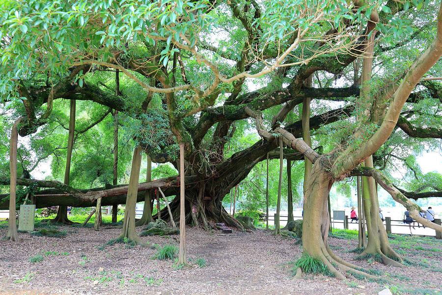 桂林太平村千年古樟树