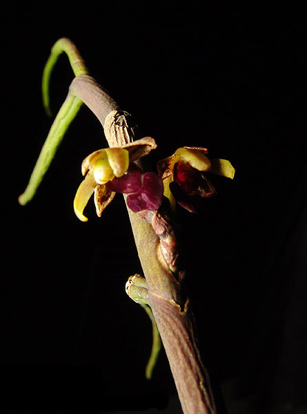  p>圆叶钗子股,又名心唇金钗兰,拉丁名 luisia cordata .