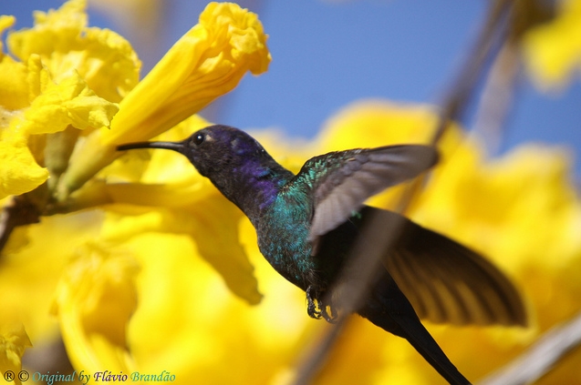 swallow-tailed hummingbird