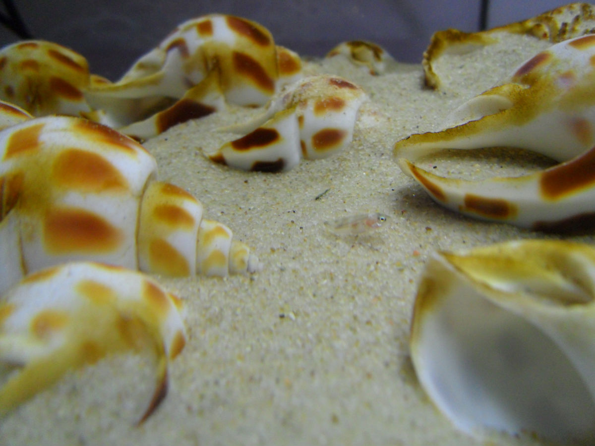  p>钻石贝是谨慎的贝鱼,他们有相当长的时间都待在壳附近,也很难在 a