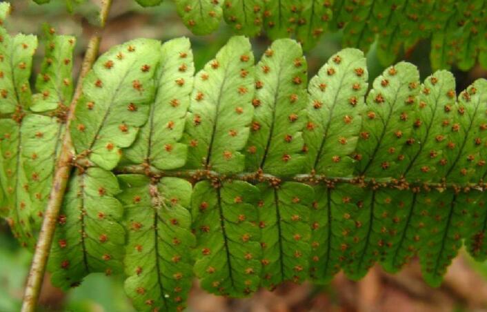  p data-id="gn8428vlih">细裂鱼鳞蕨( i>dryopteris wusugongii /i>