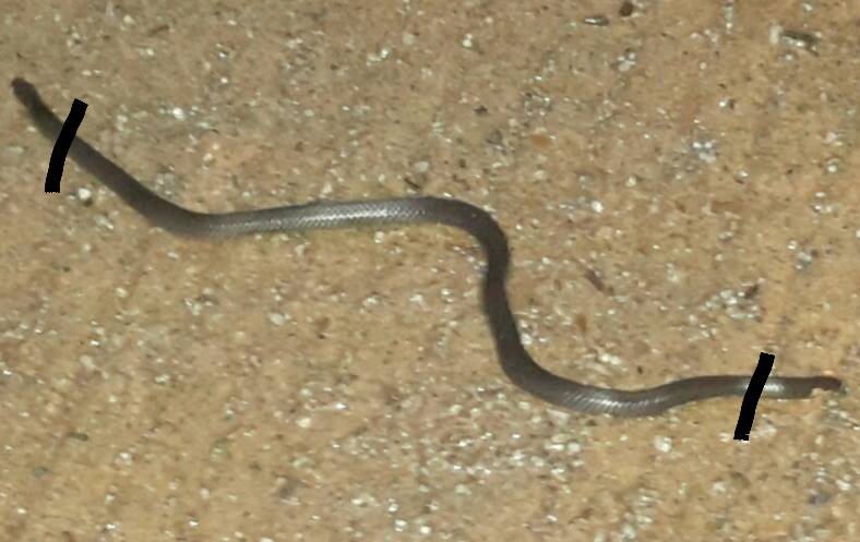  p>云南两头蛇( a href="#" data-lemmaid="8074290">学名 /a>