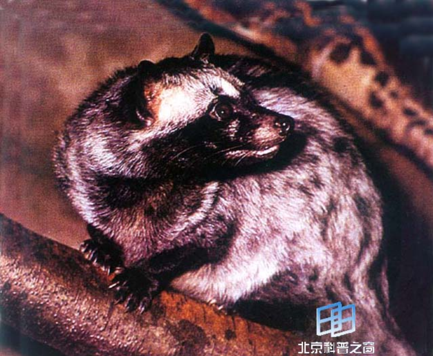  p>椰子狸(学名: i>paradoxurus hermaphroditus /i> pallas),属于